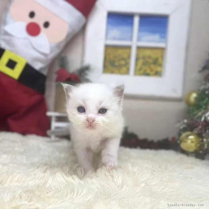 ID：2411-00349の子猫