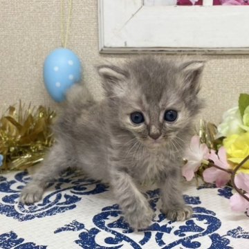 サイベリアン【茨城県・女の子・2024年3月19日・ブルーパッチドタビー】の写真「甘えん坊さんでお探しならこの子！？」