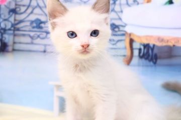 ラグドール【茨城県・男の子・2019年8月16日・ブルーポイント】の写真「ポイントがしっかり出てきました♪」