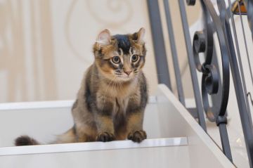 アメリカンカール【茨城県・男の子・2016年11月14日・ブラウンティックドタビー】の写真「しつけが身についていますのでお留守番できます！」