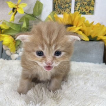 サイベリアン【茨城県・男の子・2024年7月3日・レッドタビー】の写真「甘えん坊さんでお探しならこの子！？」