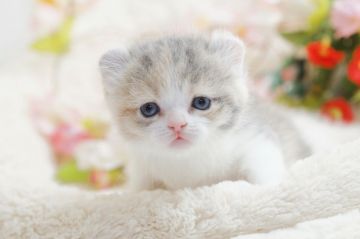 アメリカンカール【茨城県・女の子・2017年3月3日・ダイリュートキャリコ】の写真「にゃんともかわいいにゃ～」