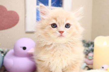 サイベリアン【茨城県・男の子・2021年11月27日・クリームタビー（ロングヘアー（中毛））】の写真「とびっきり甘えん坊さんでお探しならこの子！」