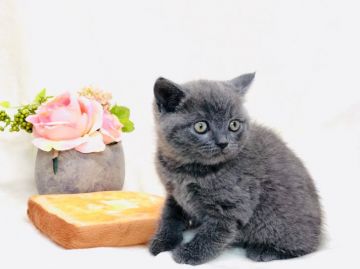 ブリティッシュショートヘア【茨城県・男の子・2019年1月16日・ブルー（ショートヘアー）】の写真「ヤンチャさんをお探しならこの子！？イチオシです！」