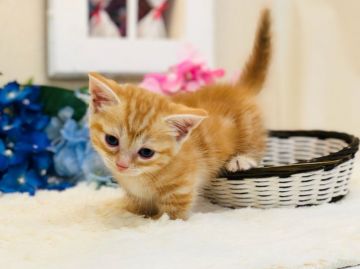 マンチカン(短足)【茨城県・女の子・2018年4月23日・レッドタビー】の写真「よちよち歩く女の子♪」