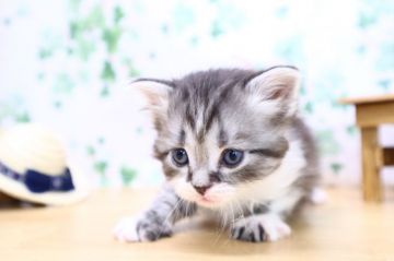 メインクーン【茨城県・男の子・2020年4月13日・シルバータビー&ホワイト】の写真「テレビ電話での受付開始しました！」