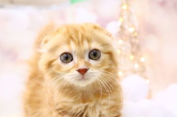 スコティッシュフォールド(折れ耳)【茨城県・女の子・2019年9月19日・レッドタビー】の写真「お顔立ちがはっきりとしているスコティッシュです！」