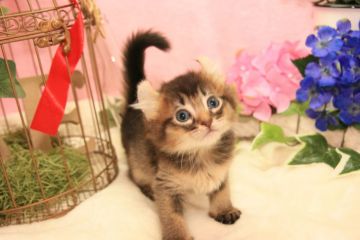 アメリカンカール【茨城県・女の子・2017年3月30日・ブラウンティックドタビー】の写真「お父さん血統優秀！甘えん坊な女の子♪」