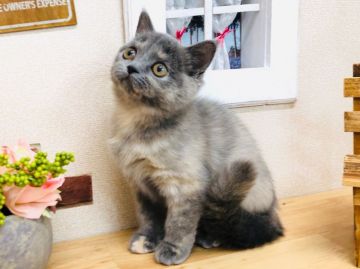 ブリティッシュショートヘア【茨城県・女の子・2019年1月16日・ブルー&クリーム（ショートヘアー）】の写真「女の子ですがヤンチャ坊主…！？」