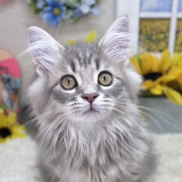 サイベリアン【茨城県・男の子・2024年4月17日・ブルータビー】の写真「甘えん坊さんでお探しならこの子！？」