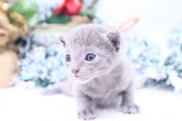 ロシアンブルー【茨城県・女の子・2020年10月31日・ブルー】の写真「お留守番もしっかりできる種類です！」