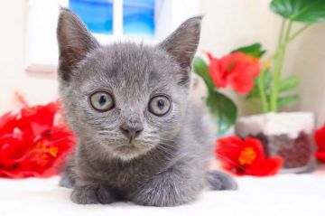 ブリティッシュショートヘア【茨城県・男の子・2019年7月8日・ブルー】の写真「かわいすぎ…！」