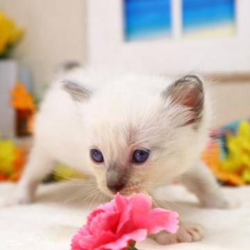 ラグドール【茨城県・女の子・2022年6月14日・ブルーポイント(淡いグレー)（ロングヘアー（中毛））】の写真「甘えん坊さんで遊び好きな男の子♪」