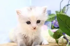 サイベリアン【茨城県・女の子・2021年1月26日・シルバーパッチドタビー&ホワイト(薄め)】の写真1「2/27撮影：モコモコふわふわな女の子♪甘えん坊さんになってくれ予感…！」