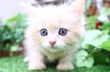 サイベリアン【茨城県・女の子・2021年6月24日・クリームタビー】の写真1「8/14現在:甘えん坊さんでお探しならこの子!?美形なお顔立ちはママ譲り♪」