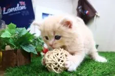 サイベリアン【茨城県・女の子・2021年6月24日・クリームタビー】の写真2「遊び好きな女の子!」