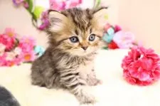 サイベリアン【茨城県・男の子・2020年2月10日・ブラウンタビー】の写真2「お顔つきがお母さんそっくりです💖」