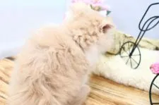 スコティッシュフォールド(立ち耳)【茨城県・女の子・2020年11月9日・クリームタビー&ホワイト】の写真3「とっても元気いっぱいです♪」