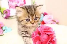 サイベリアン【茨城県・男の子・2020年2月10日・ブラウンタビー】の写真3「甘えるのもこの子の特技♪一度見つめられたら何でも与えちゃうかも…。」