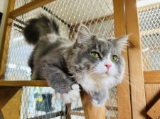 ラガマフィン【・男の子・2022年11月27日・ブルータビー&ホワイト】