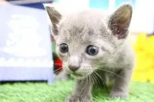 ロシアンブルー【茨城県・女の子・2021年5月9日・ブルー(青みがかったグレー色)】の写真3「とっても甘えん坊♪」