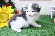 メインクーン【茨城県・男の子・2021年6月3日・ブルータビー&ホワイト】の写真4「体つきがはっきりしてきました♪」