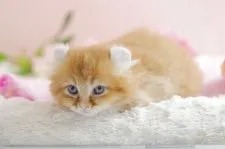 アメリカンカール【茨城県・男の子・2017年3月3日・レッドタビー】の写真4「私よりも可愛がってくれる方の元へ嫁がせたい親心･･･」
