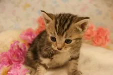 マンチカン【茨城県・女の子・2017年4月10日・ブラウンタビー&ホワイト】の写真4