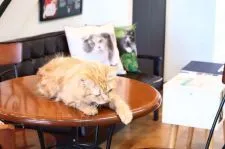 サイベリアン【茨城県・男の子・2020年2月10日・ブラウンタビー】の写真5「ご見学スペースを設けております！看板猫ちゃんとお待ちしております♪」