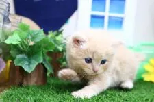 サイベリアン【茨城県・女の子・2021年6月24日・クリームタビー】の写真5