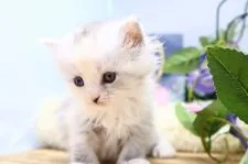 サイベリアン【茨城県・女の子・2021年1月26日・シルバーパッチドタビー&ホワイト(薄め)】の写真5