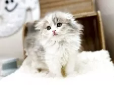 スコティッシュフォールド(折れ耳)【茨城県・女の子・2025年8月26日・ダイリュートキャリコ】の写真4