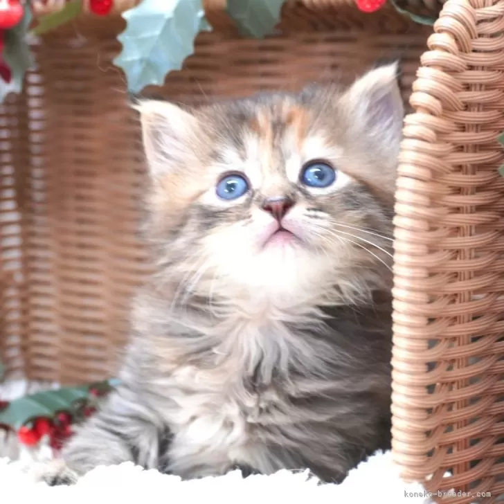 サイベリアン【茨城県・女の子・2025年10月8日・ブラウン】の写真1「11/9現在：好奇心旺盛な女の子♪」