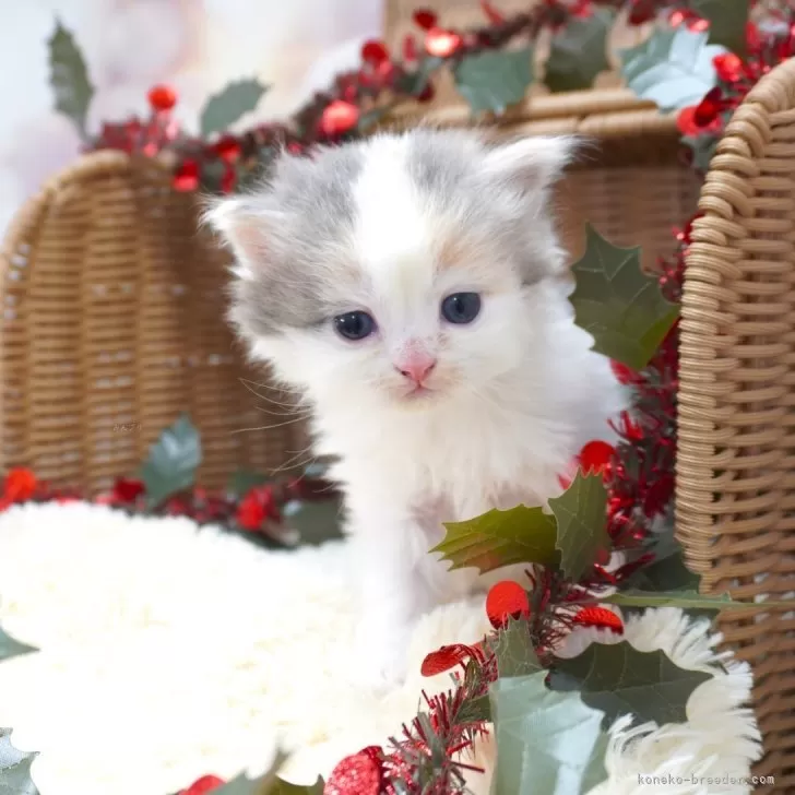 サイベリアン【茨城県・女の子・2025年10月13日・ダイリュートキャリコ(パステル三毛)】の写真1「11/9現在：ママ大好きで甘えん坊さんな女の子♡」