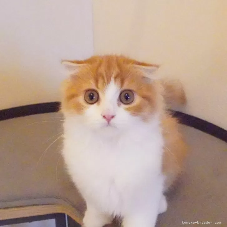 ID：2508-02269の子猫