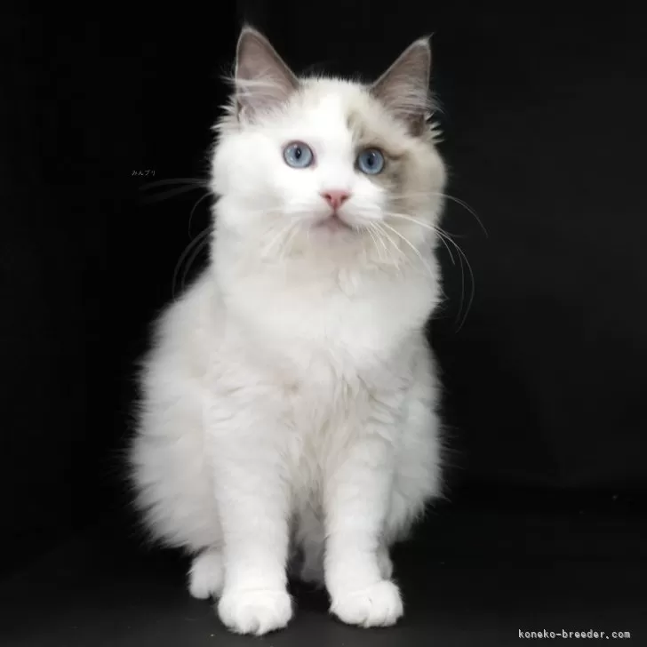 ID:2411-00346の子猫