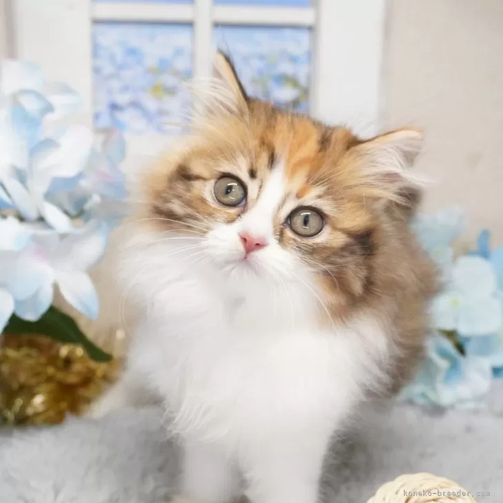 ID：2504-02033の子猫