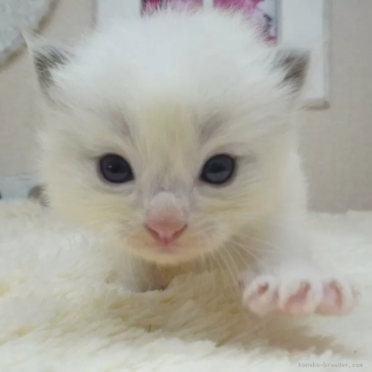 ラグドール【茨城県・女の子・2025年10月3日・ブルーポイントバイカラー】の写真1「10/30現在：お転婆で元気いっぱいな女の子です♡歩くのが兄弟の中で上手✨」