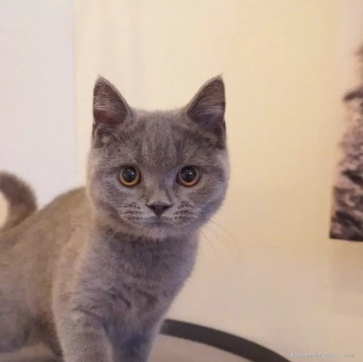 ブリティッシュショートヘア【茨城県・男の子・2025年7月1日・ブルータビー】の写真1「10/10現在：好奇心旺盛な性格で、元気いっぱいです！兄妹と遊ぶのが大好き💖」