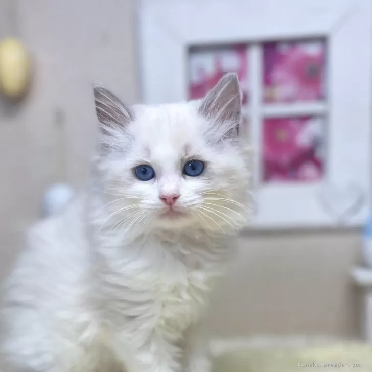 ID：2503-00824の子猫