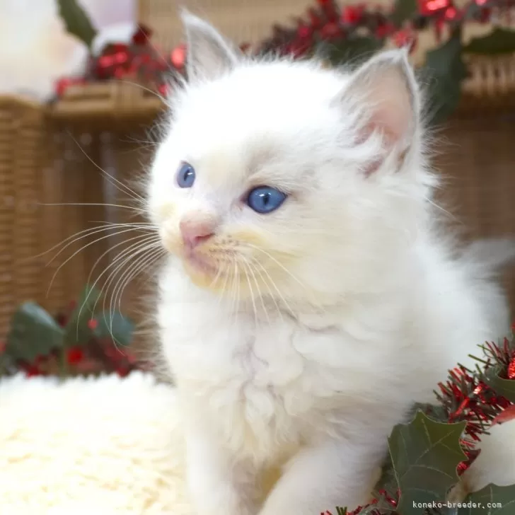 ラグドール【茨城県・男の子・2025年10月3日・ブルーポイントバイカラー】の写真1「11/9現在：兄弟の中で一番大柄な子です😊モリモリ食べて体つきもしっかりしています！」