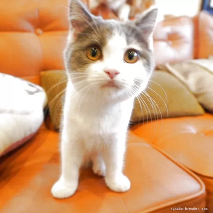 ID：2508-01267の子猫