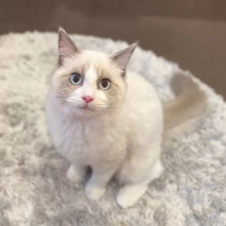 ID：2411-00347の子猫