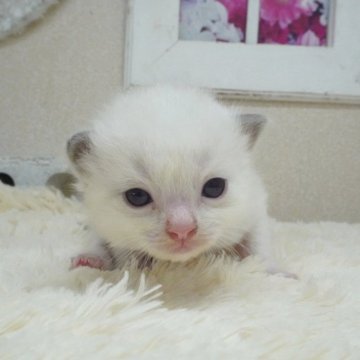 ラグドール【茨城県・男の子・2025年10月3日・ブルーポイントバイカラー】の写真「甘えん坊さんな男の子！」