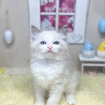 ラグドール【茨城県・女の子・2025年1月25日・ブルーポイントバイカラー】の写真「保証・ﾜｸﾁﾝ代全て込みコミ😊ご見学のみ大歓迎！」