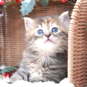 サイベリアン【茨城県・女の子・2025年10月8日・ブラウン】の写真「ママ猫の見学OK！ご見学当日予約OK！」