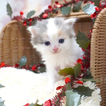 サイベリアン【茨城県・女の子・2025年10月13日・キャリコ】の写真「ママ猫の見学OK！ご見学当日予約OK！」
