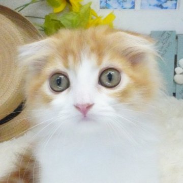 スコティッシュフォールド(折れ耳)【茨城県・男の子・2025年6月3日・レッドタビー&ホワイト】の写真「甘えん坊さんな男の子！」