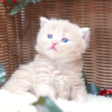 サイベリアン【茨城県・男の子・2025年10月13日・レッドタビー】の写真「ママ猫の見学OK！ご見学当日予約OK！」