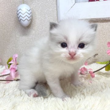 ラグドール【茨城県・男の子・2025年2月11日・ブルーポイントバイカラー】の写真「保証・ﾜｸﾁﾝ代全て込みコミ😊ご見学のみ大歓迎！」